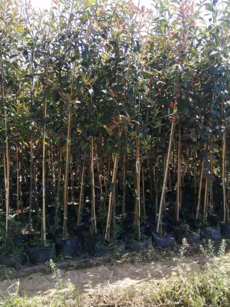 球花石楠