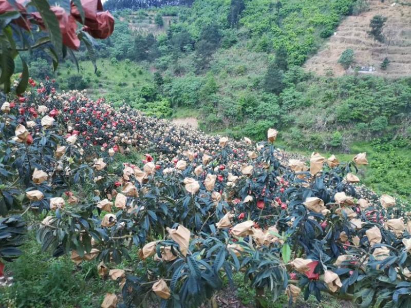 自家种植大五星枇杷批，物美价廉欢迎全国各地老板前来订购