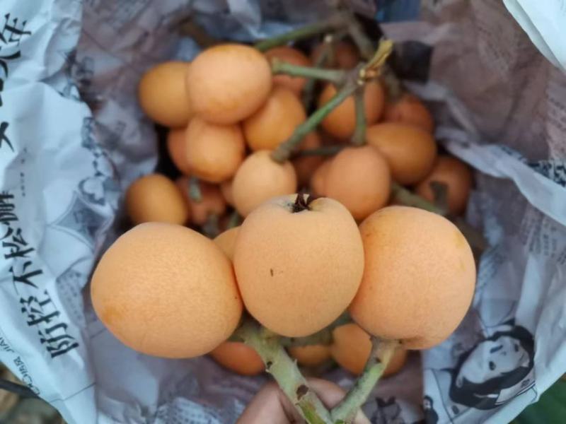 自家种植大五星枇杷批，物美价廉欢迎全国各地老板前来订购