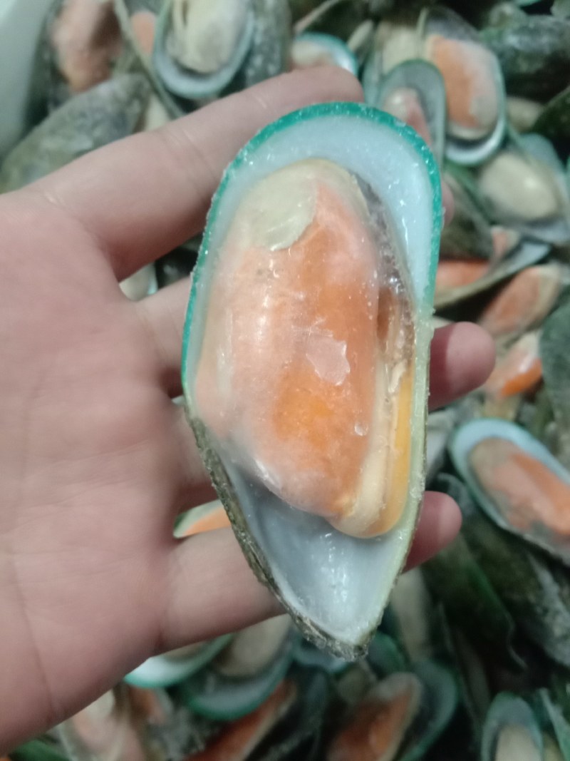 青口贝，够肥美，大码中码都有一手货源，一手价格欢迎骚扰！