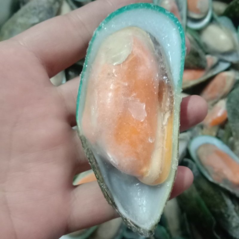 青口贝，够肥美，大码中码都有一手货源，一手价格欢迎骚扰！
