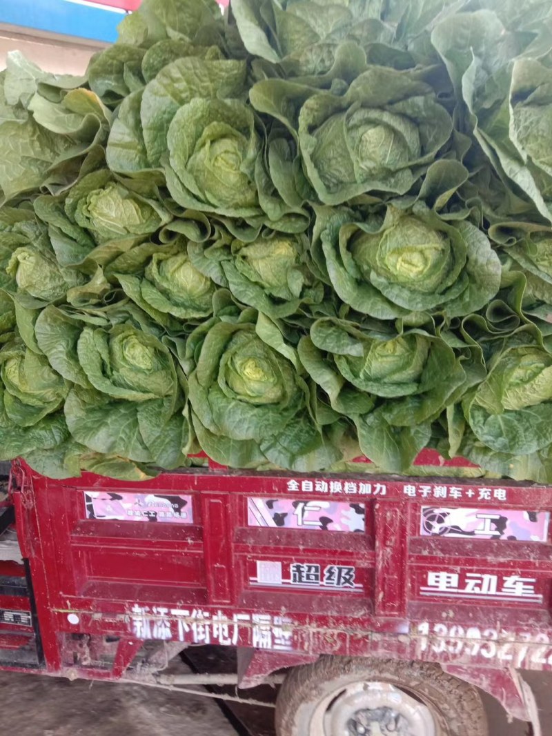 白菜甘肃定西临洮县大量有货可视频看货，量大从优
