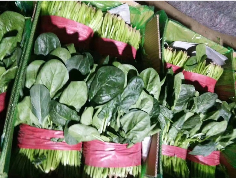 山东精品大叶菠菜，基地直销新鲜采摘一手货源全国供应