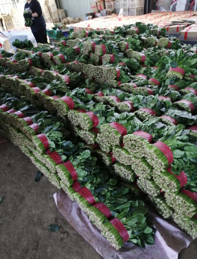 山东精品大叶菠菜，基地直销新鲜采摘一手货源全国供应