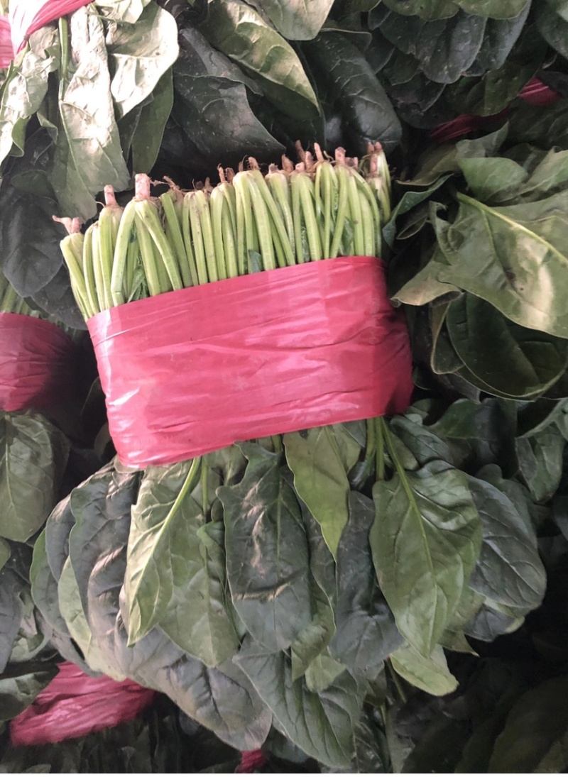 山东精品大叶菠菜，基地直销新鲜采摘一手货源全国供应