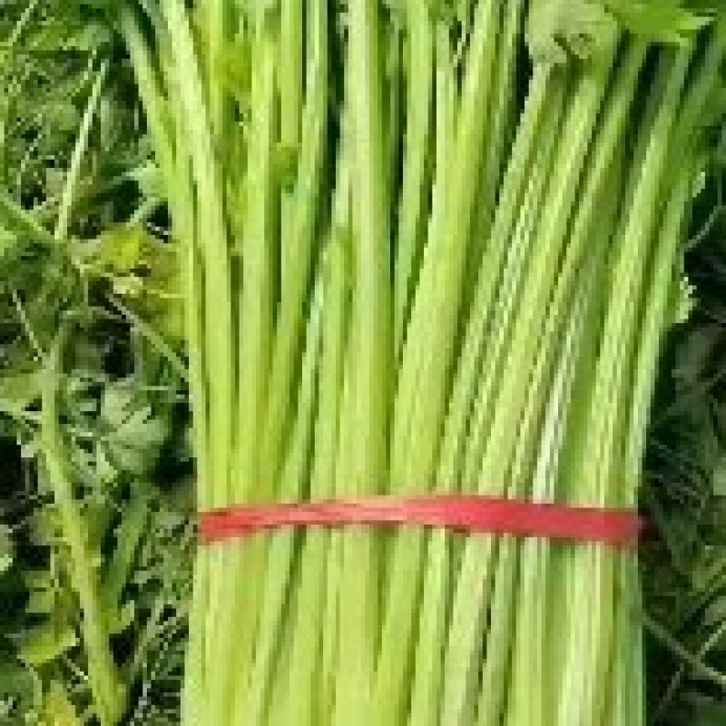 河南商丘柘城董庄芹菜基地，常年种植西芹芹菜，
