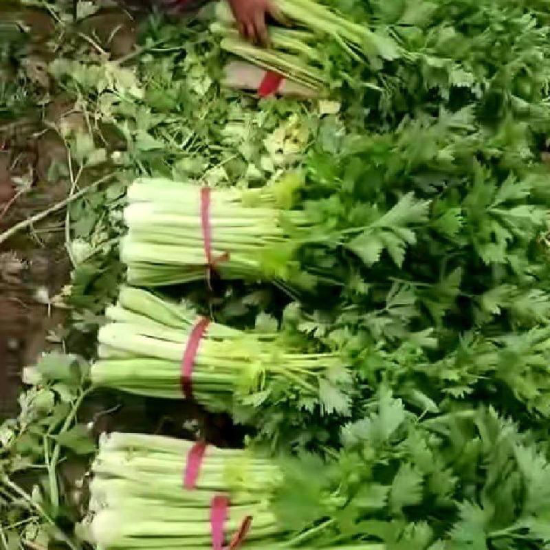 河南商丘柘城董庄芹菜基地，常年种植西芹芹菜，