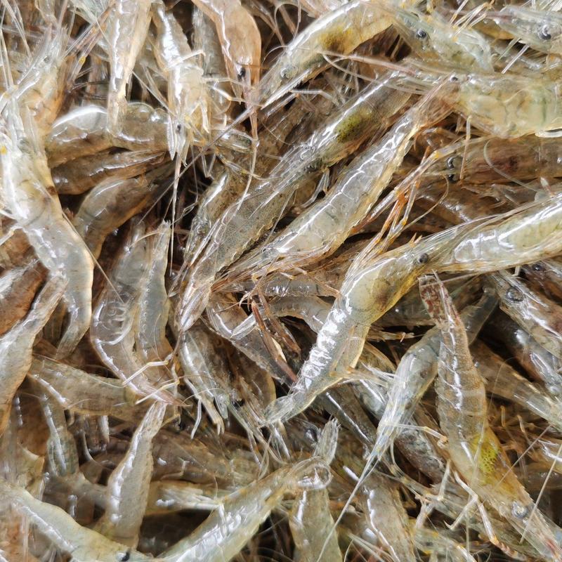 自家养殖的清水小河虾品质保证欢迎批发购买！！