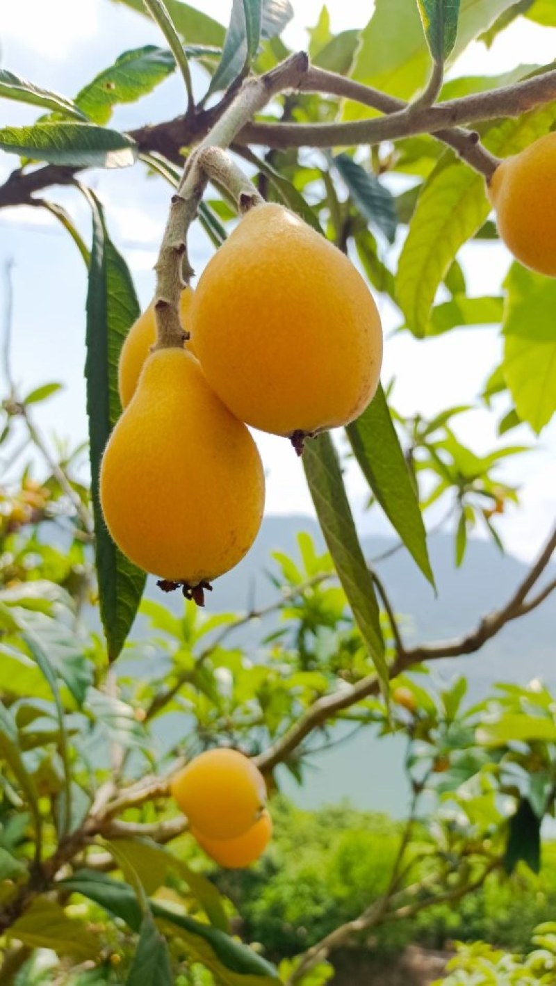 枇杷