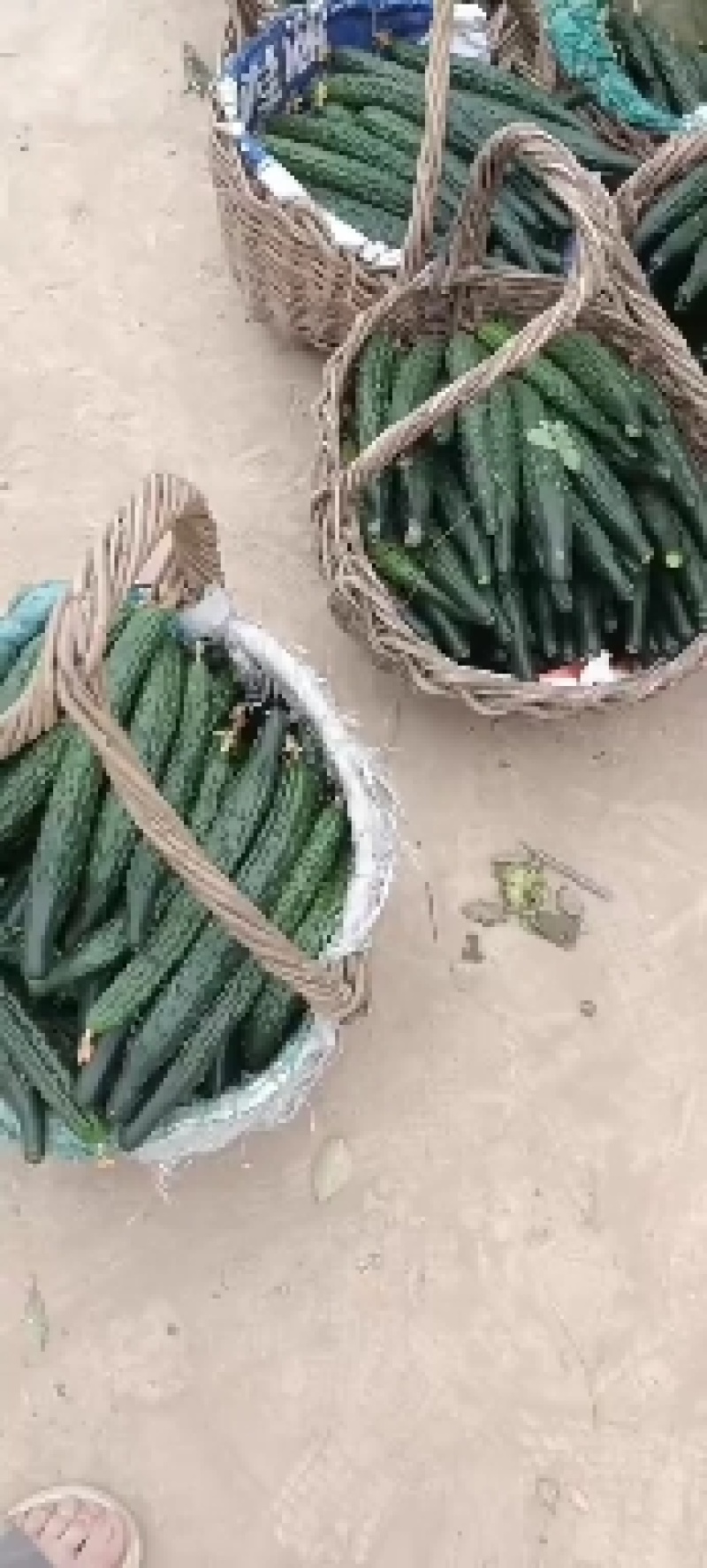 河南鹿邑大棚精品短把密刺黄瓜产地直发商超直供