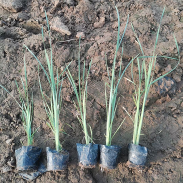 香浦