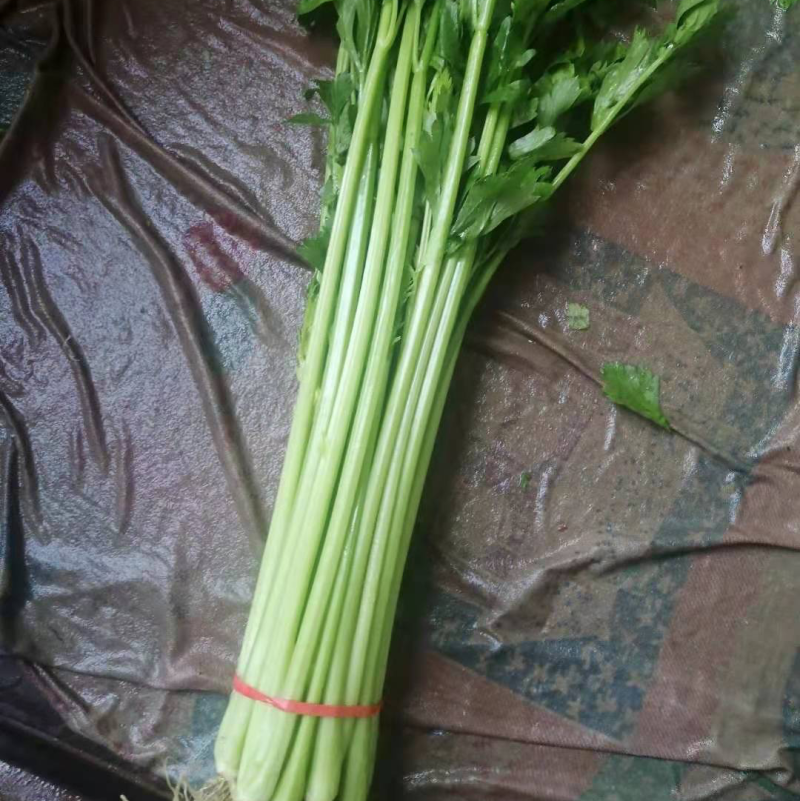 山东泰安精品水洗香芹，专业代办一条龙服务！