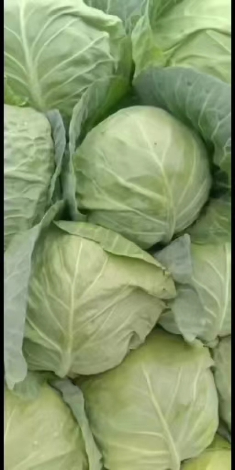 甘蓝定西临洮县甘蓝大量有货可视频看货，量大从优