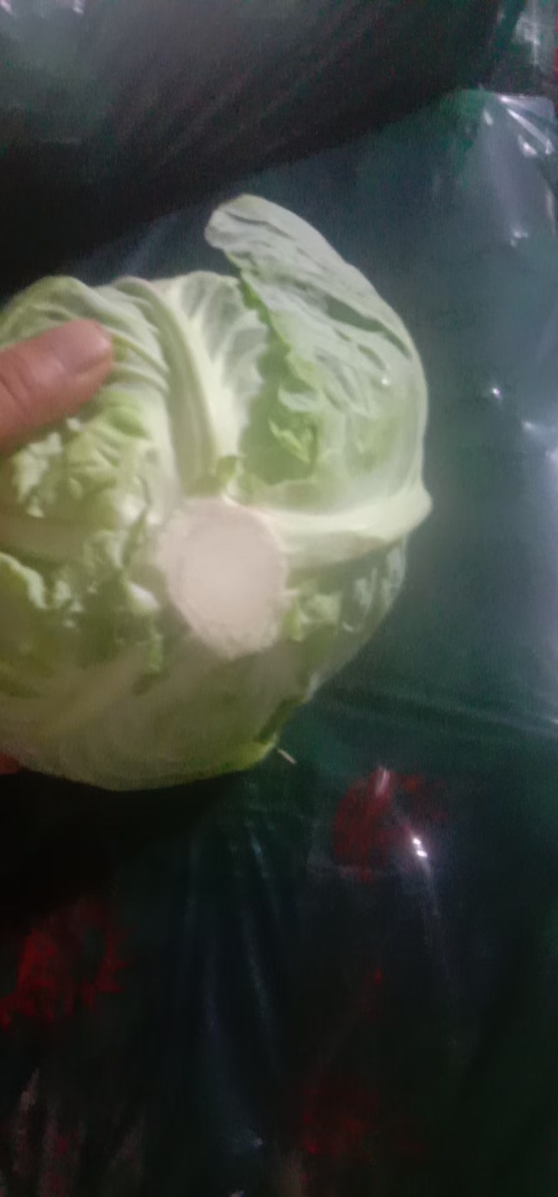 甘蓝定西临洮县甘蓝大量有货可视频看货，量大从优