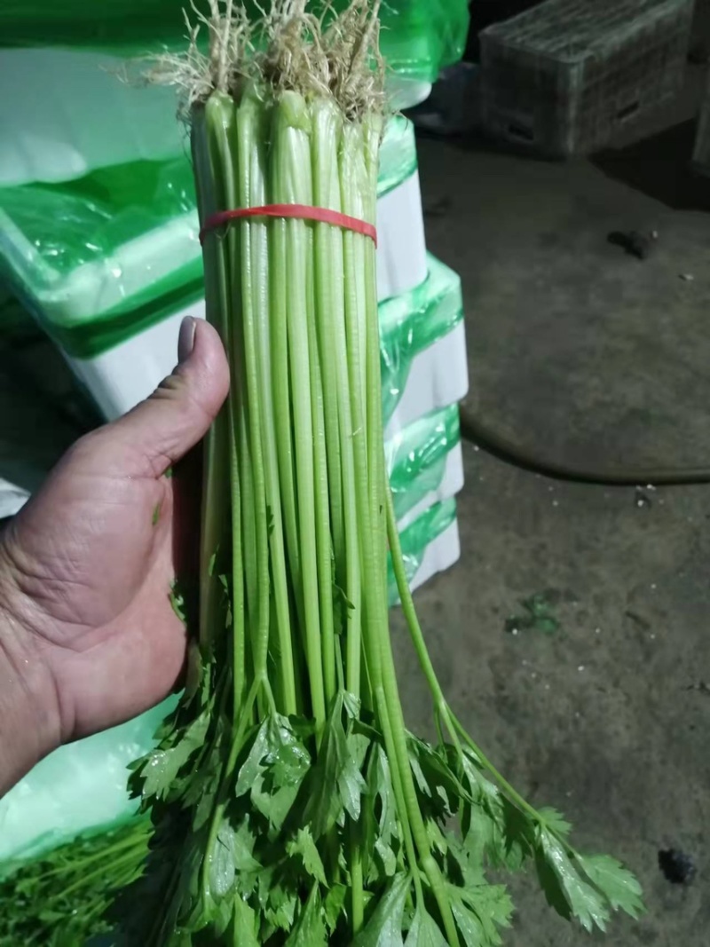 山东泰安精品水洗香芹，专业代办一条龙服务！