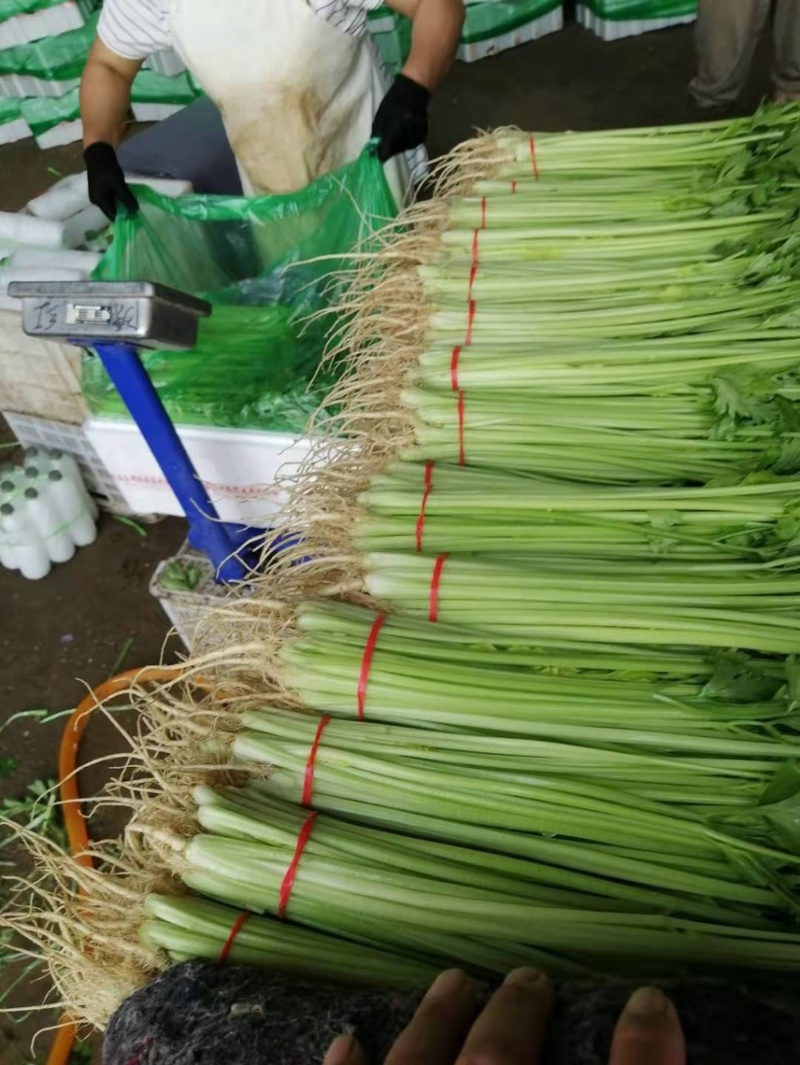 山东泰安精品水洗香芹，专业代办一条龙服务！