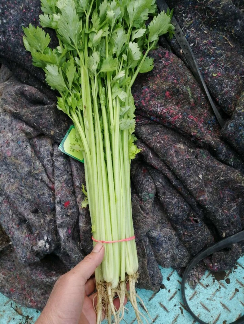 山东泰安精品水洗香芹，专业代办一条龙服务！