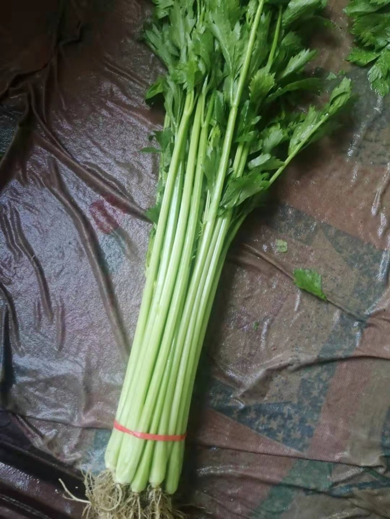 山东泰安精品水洗香芹，专业代办一条龙服务！