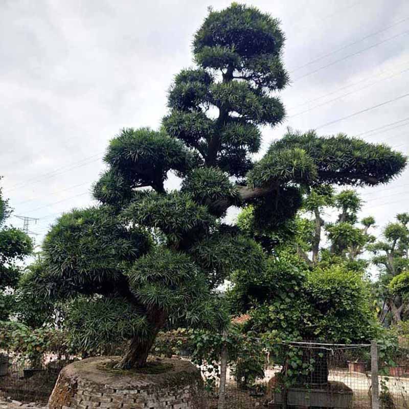 造型罗汉松树桩盆景小叶罗汉松桩景盆栽多规格