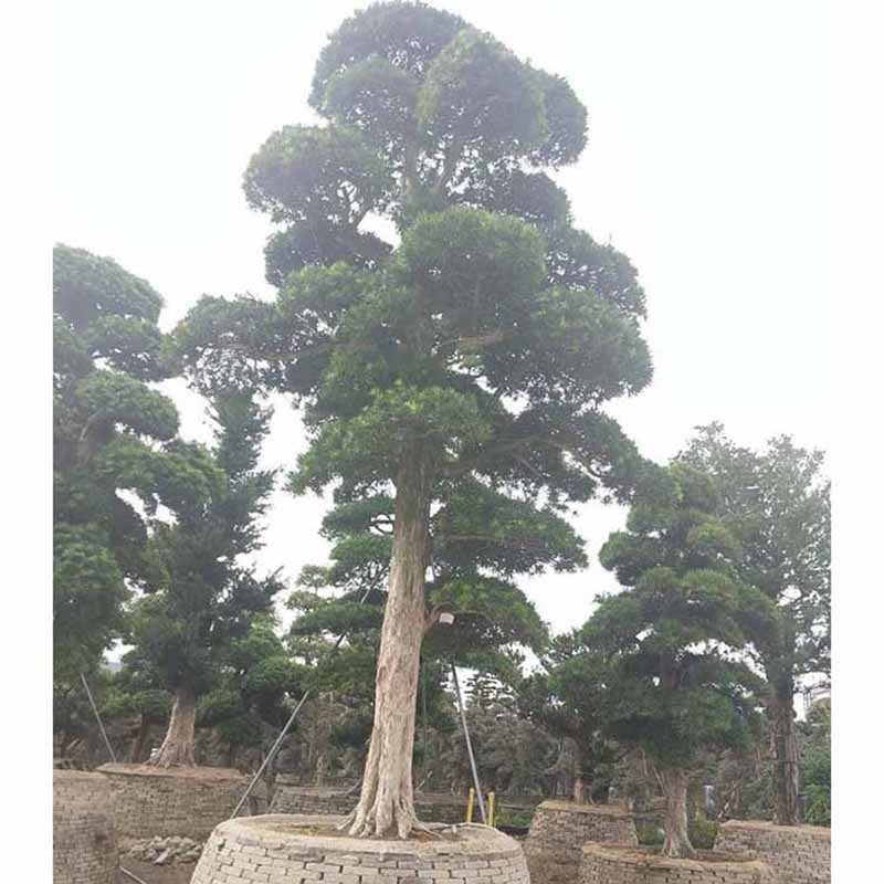 造型罗汉松树桩盆景小叶罗汉松桩景盆栽多规格