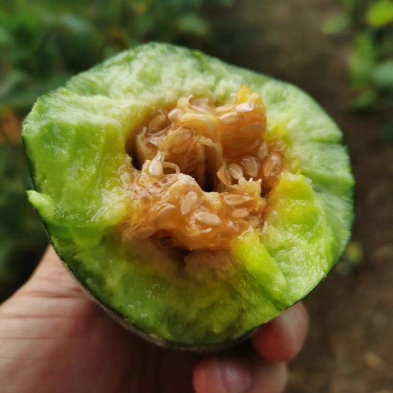 精品甜瓜以大量上市