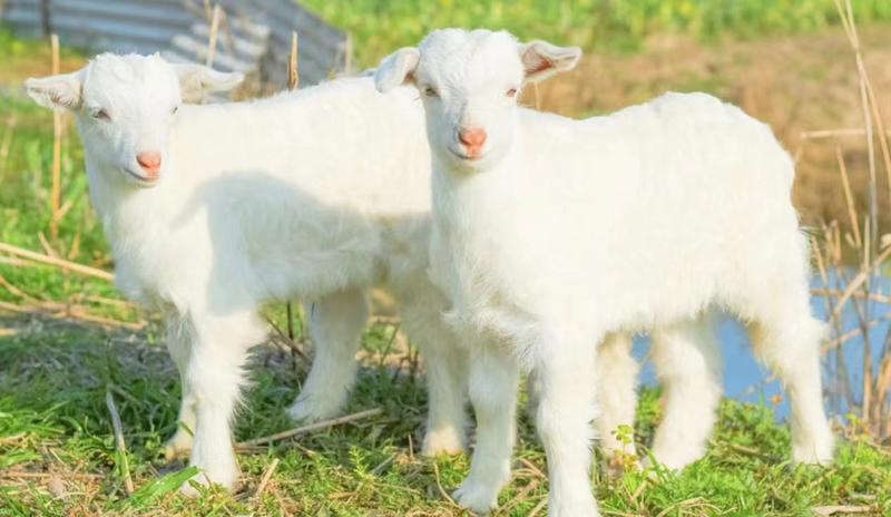 羊羔各种品种齐全养殖基地直发提供技术指导养殖经验