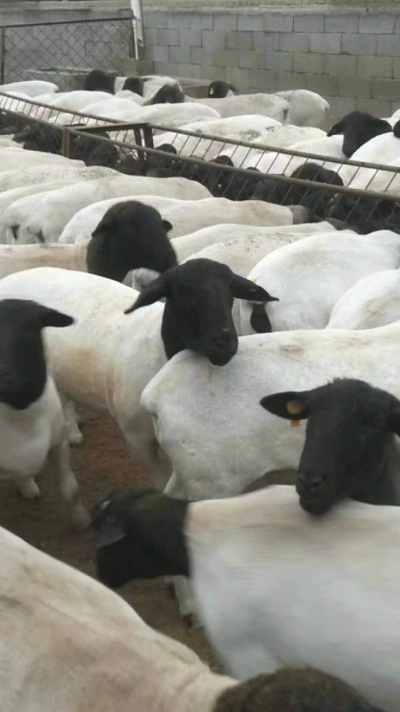 羊羔各种品种齐全养殖基地直发提供技术指导养殖经验