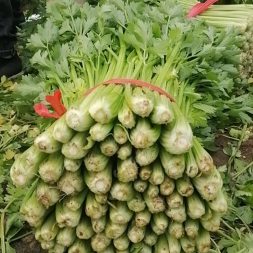 乐亭县芹菜蔬菜基地大量现货价格优惠
