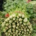 乐亭县芹菜蔬菜基地大量现货价格优惠