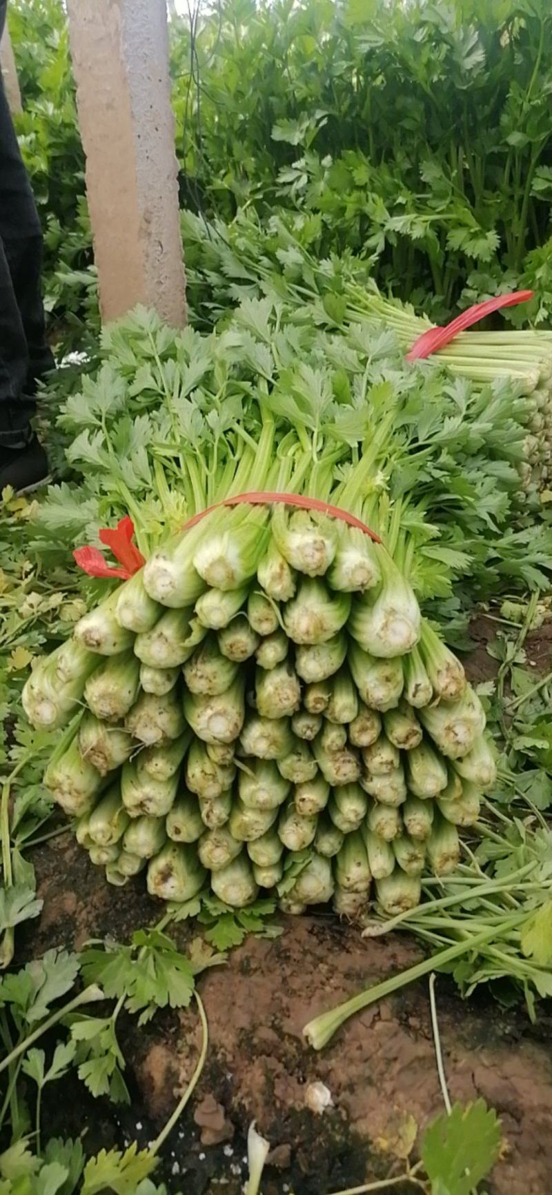 乐亭县芹菜蔬菜基地大量现货价格优惠