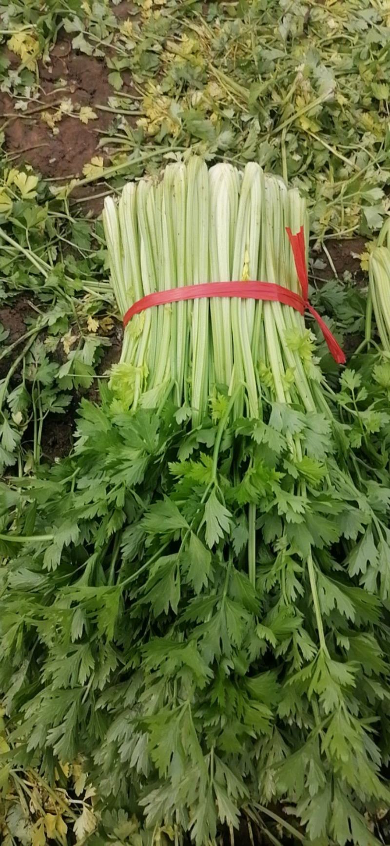 乐亭县芹菜蔬菜基地大量现货价格优惠