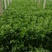 乐亭县芹菜蔬菜基地大量现货价格优惠