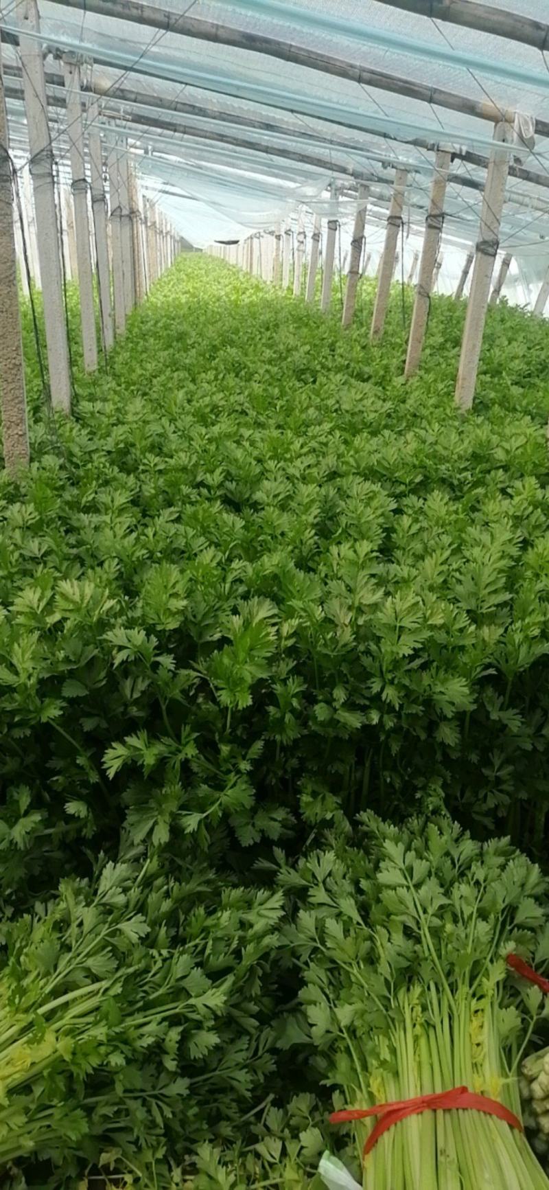 乐亭县芹菜蔬菜基地大量现货价格优惠