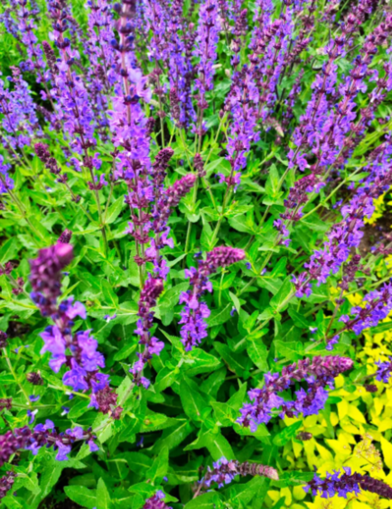 蓝花鼠尾草种子一串蓝紫色鼠尾草种子多年生宿根花卉耐寒