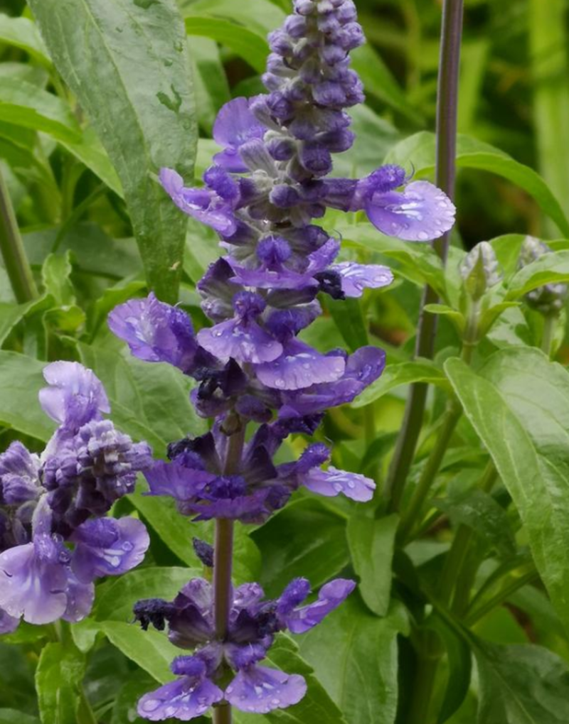 蓝花鼠尾草种子一串蓝紫色鼠尾草种子多年生宿根花卉耐寒