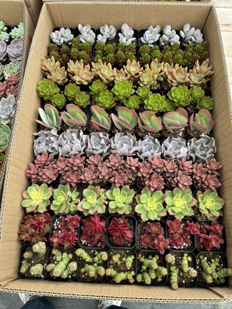 多肉基地大量生产量大私聊