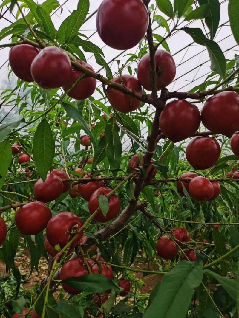 辽南油4红桃，黄桃大量上市，质量好，口感甜