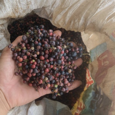 大量供应白肉土茯苓种子