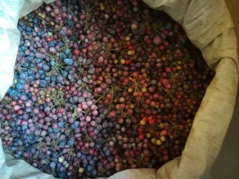 大量供应白肉土茯苓种子