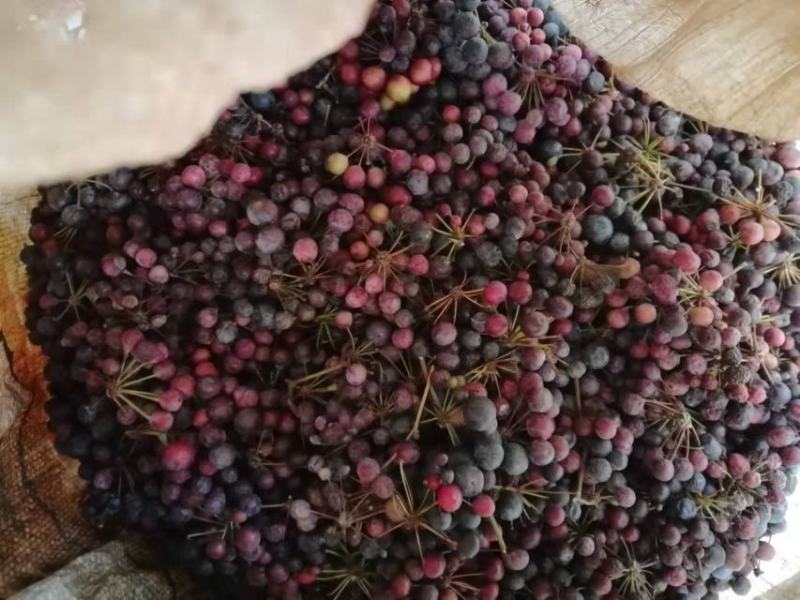 大量供应白肉土茯苓种子