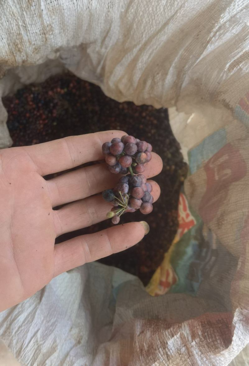大量供应白肉土茯苓种子