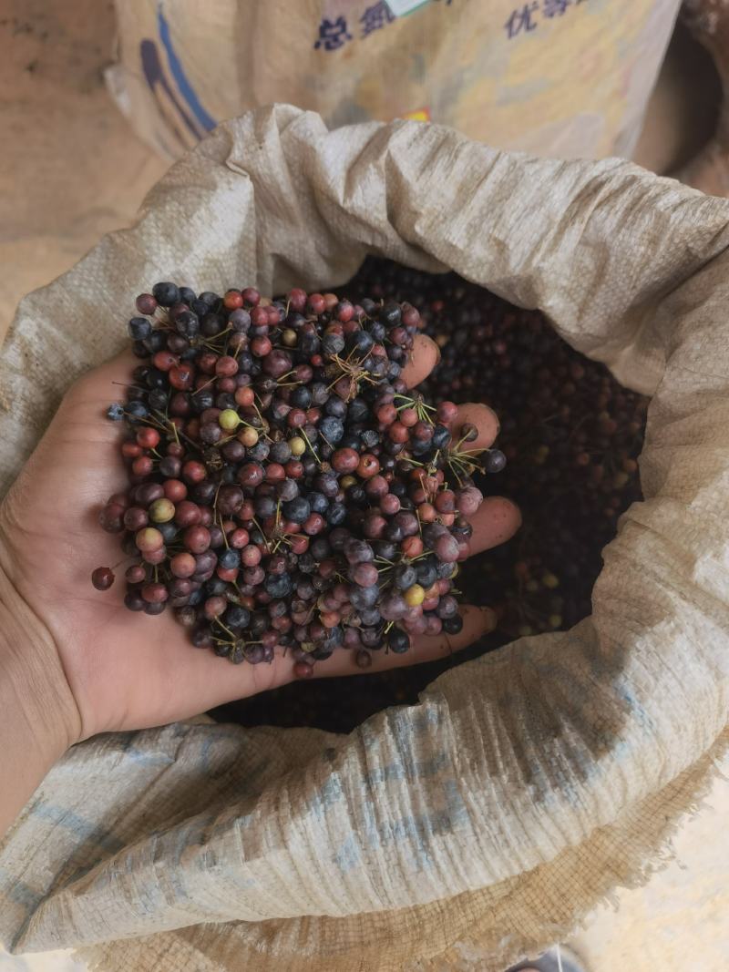 大量供应白肉土茯苓种子