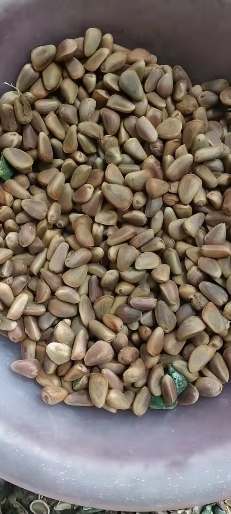 松子，熟货，生货，全有，纯东北野生货，天然产品