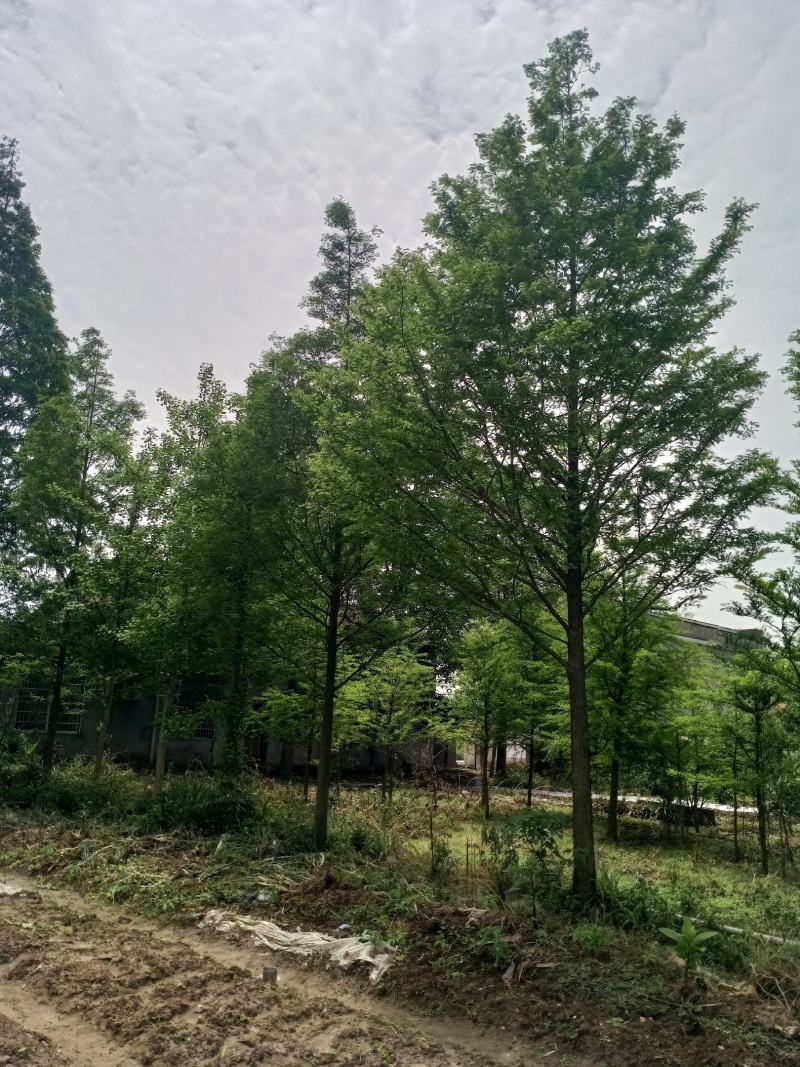 水杉，苗圃800亩，水杉树枝统一，冠幅饱满，土质纯黑土。