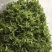 荷香叶量大从优一手货源及时发货欢迎联系