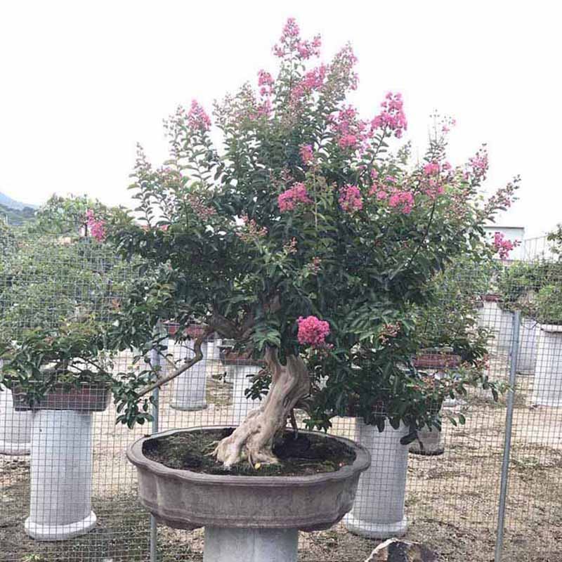小叶紫薇桩景批发细叶紫薇树桩盆景价格观花盆栽