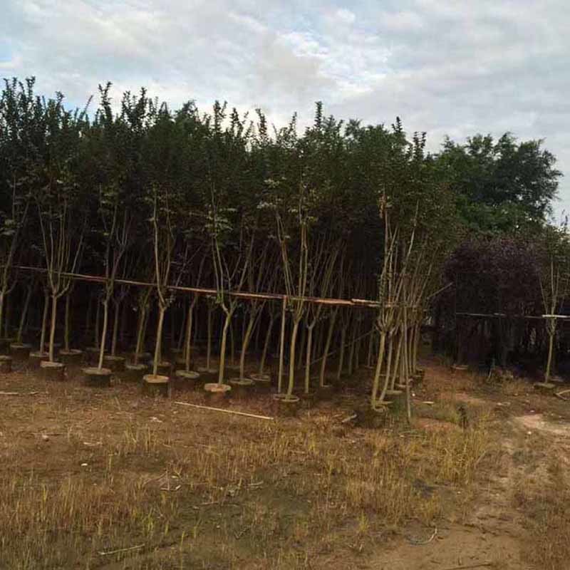 小叶紫薇桩景批发细叶紫薇树桩盆景价格观花盆栽