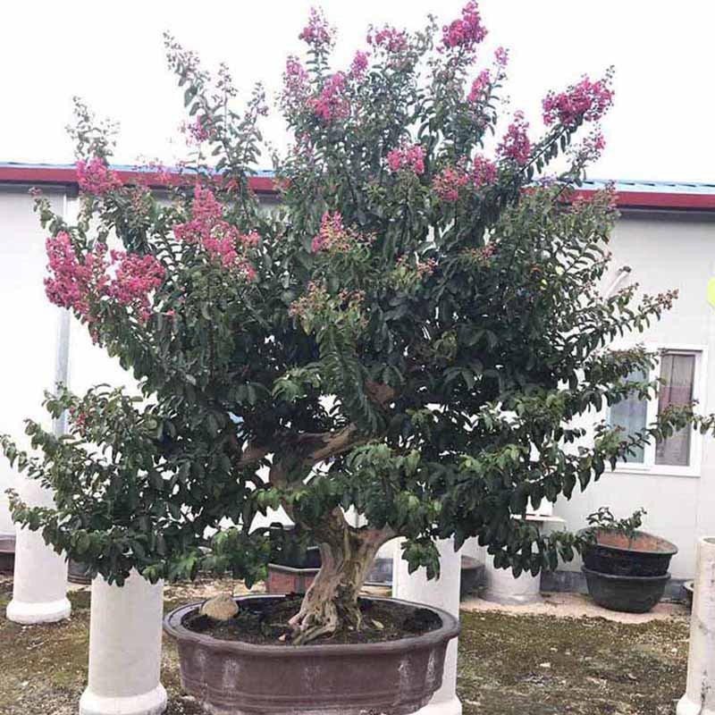 小叶紫薇桩景批发细叶紫薇树桩盆景价格观花盆栽
