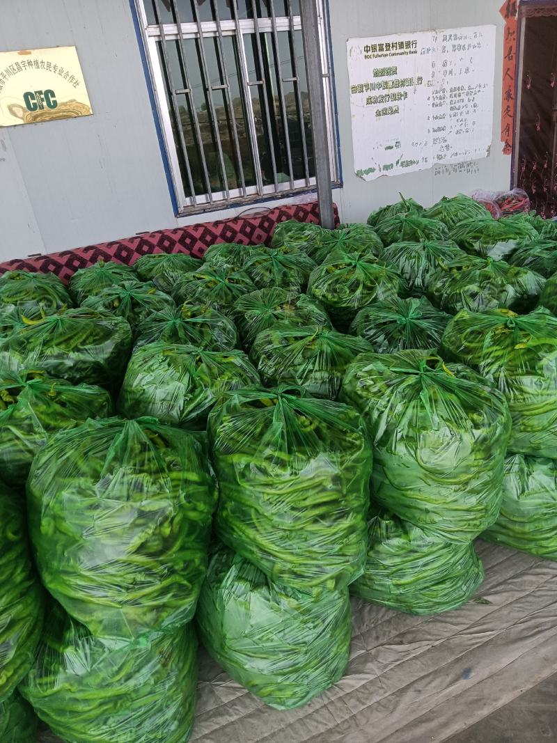 精品陇椒大降价