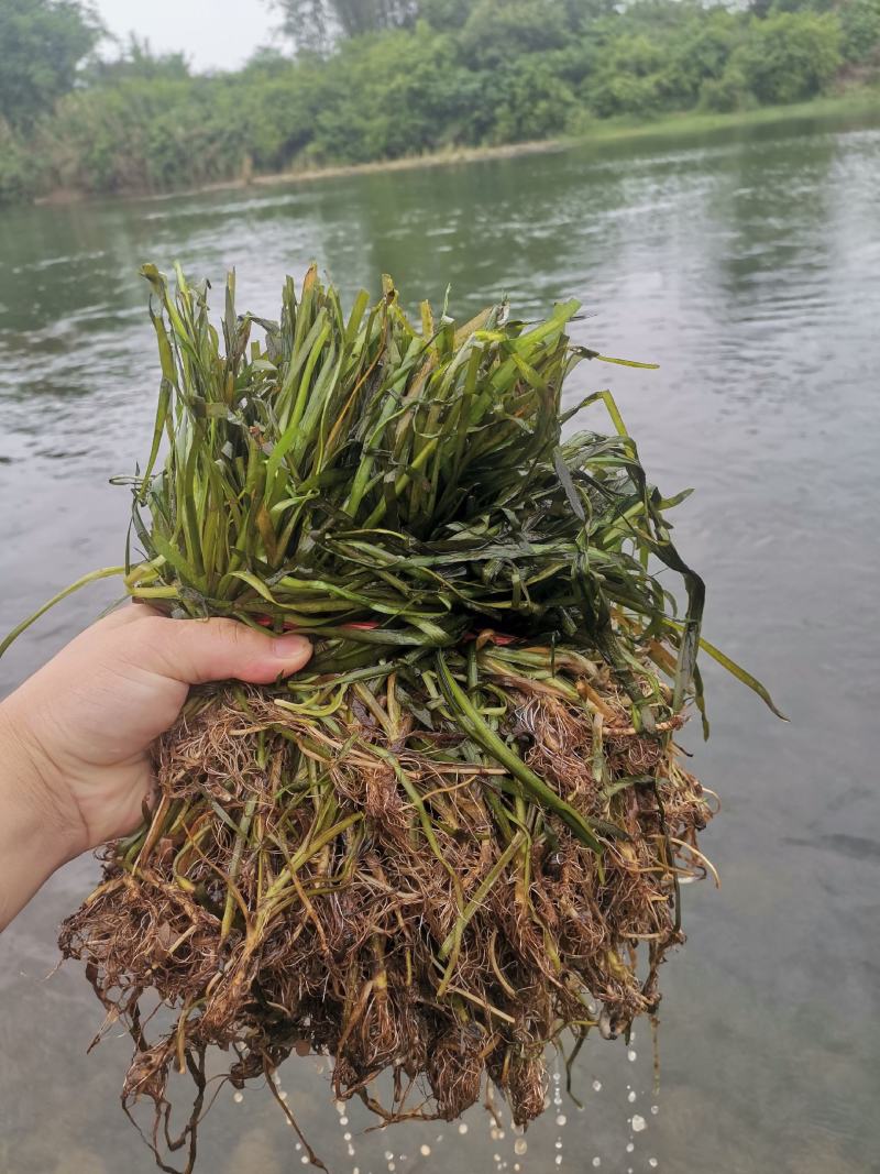 强大的团队，有需要老板联系